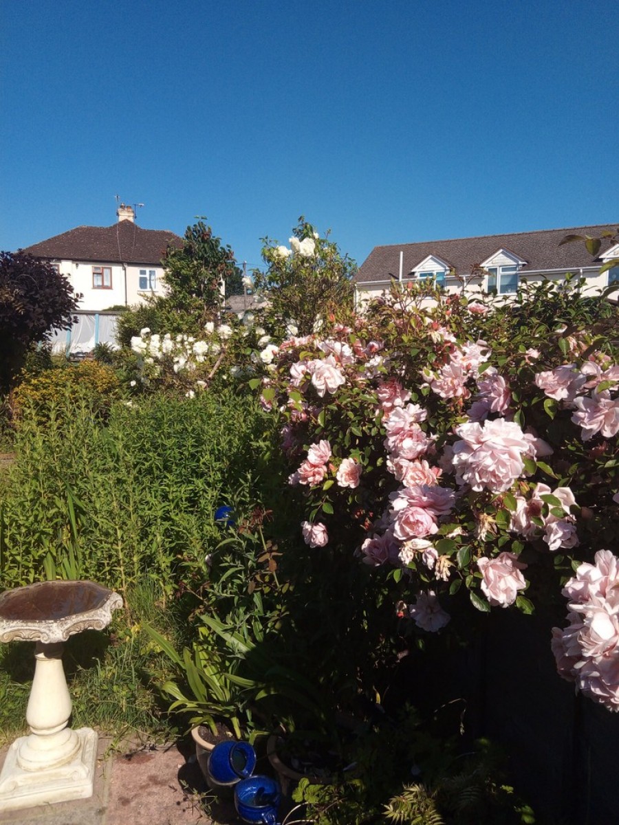 Images for May Avenue, Orpington EAID:11e514c9f7e99906cb8dd0ceb0e9edcf BID:1