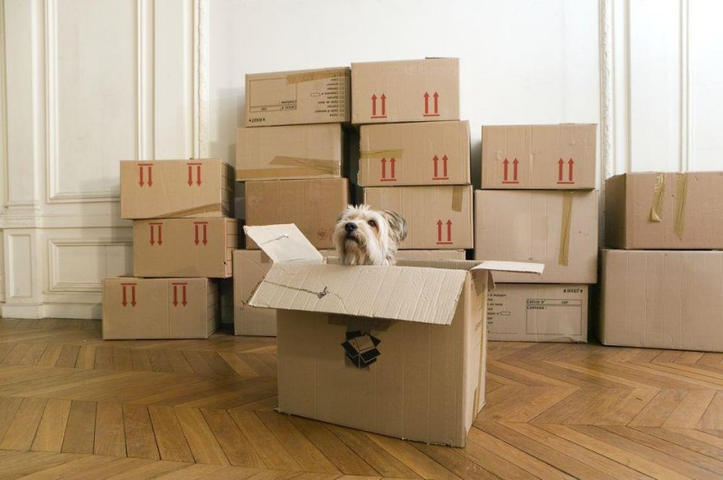 Moving house? Here’s some handy advice to ensure your pets have a happy, stress-free move!